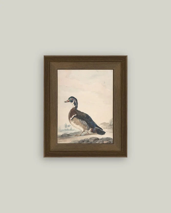 A Duck Framed Antique Art (Various Sizes)