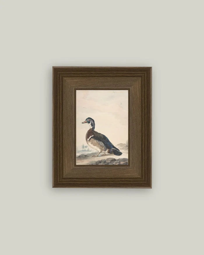 A Duck Framed Antique Art (Various Sizes)