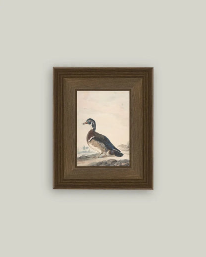 A Duck Framed Antique Art (Various Sizes)