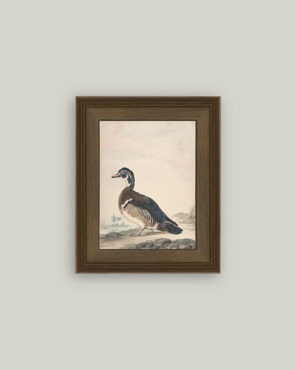 A Duck Framed Antique Art (Various Sizes)