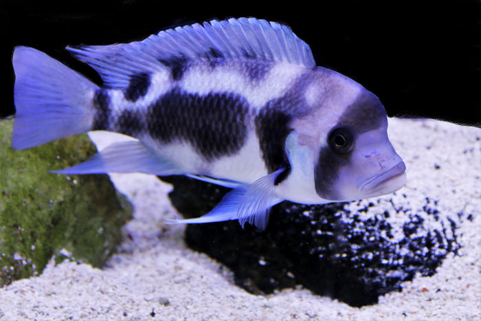 frontosa for sale, black widow frontosa, full grown frontosa cichlid, night star frontosa, black widow frontosa cichlid, adult frontosa, black widow cichlid, female frontosa cichlid, frontosa african cichlid, african cichlids frontosa, black widow frontosa for sale, african cichlid frontosa, frontosa black widow
