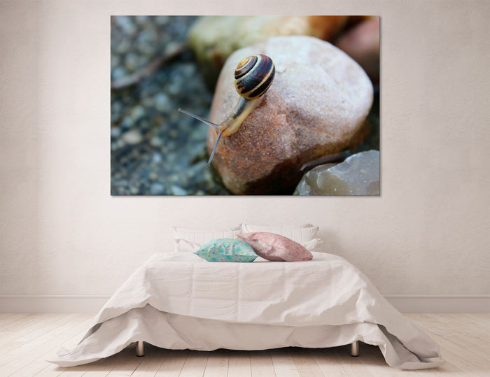 Cochlea Canvas Print #8108