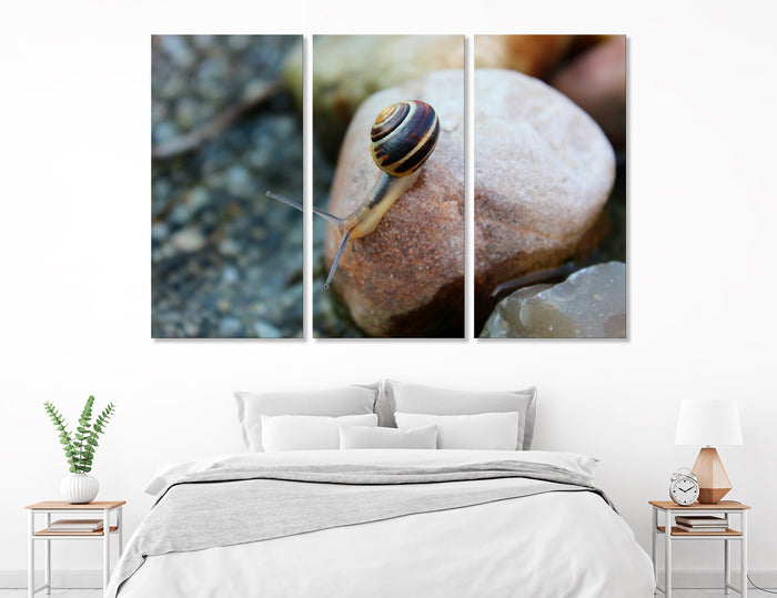 Cochlea Canvas Print #8108