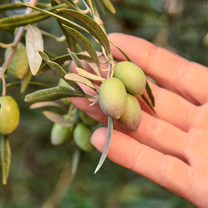 Graza Olive Oil - Drizzle Boston General Store