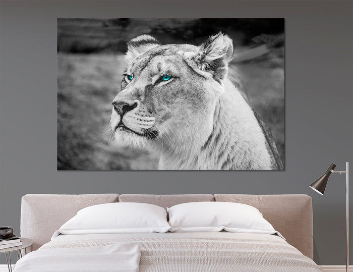 Lioness Canvas Print #8102