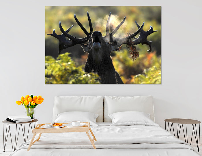 Moose Photos Canvas Print #8113