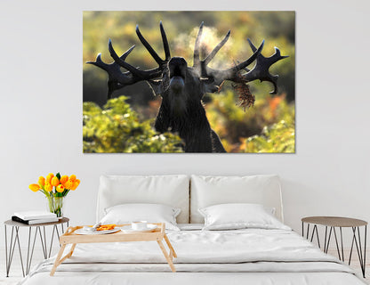 Moose Photos Canvas Print #8113
