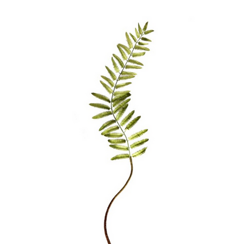 Narrow Fern Frond 48"