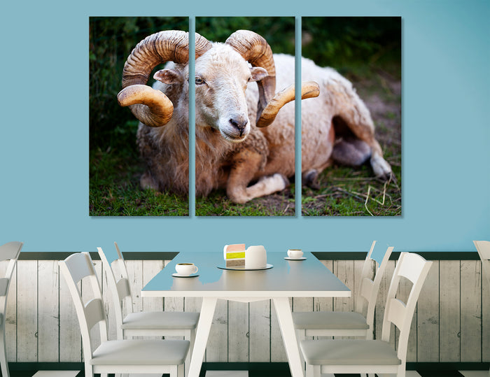 Sheep Canvas Print #8082