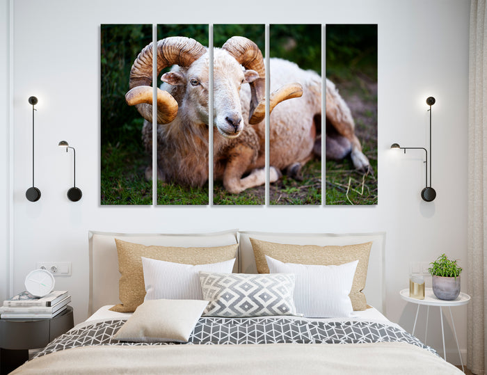 Sheep Canvas Print #8082