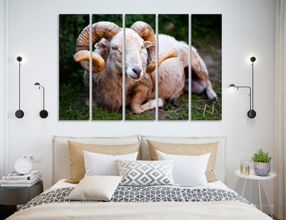 Sheep Canvas Print #8082