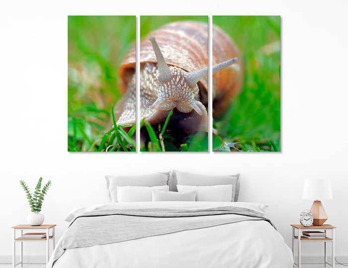 Snail Canvas Print #8086