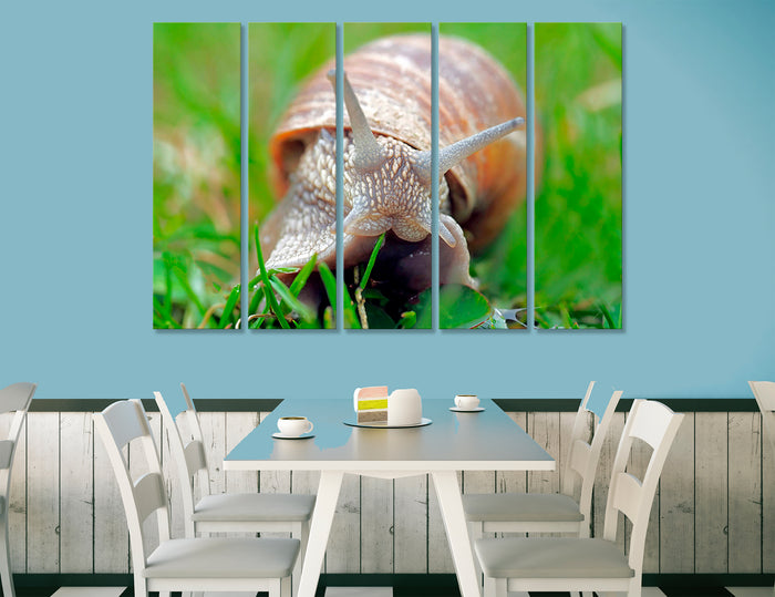 Snail Canvas Print #8086