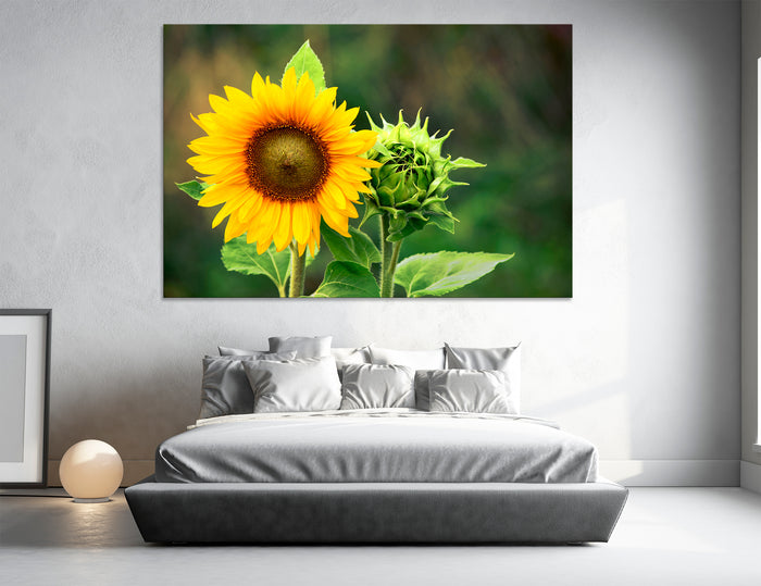 Sunflower Canvas Print #7553