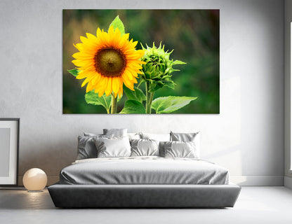 Sunflower Canvas Print #7553
