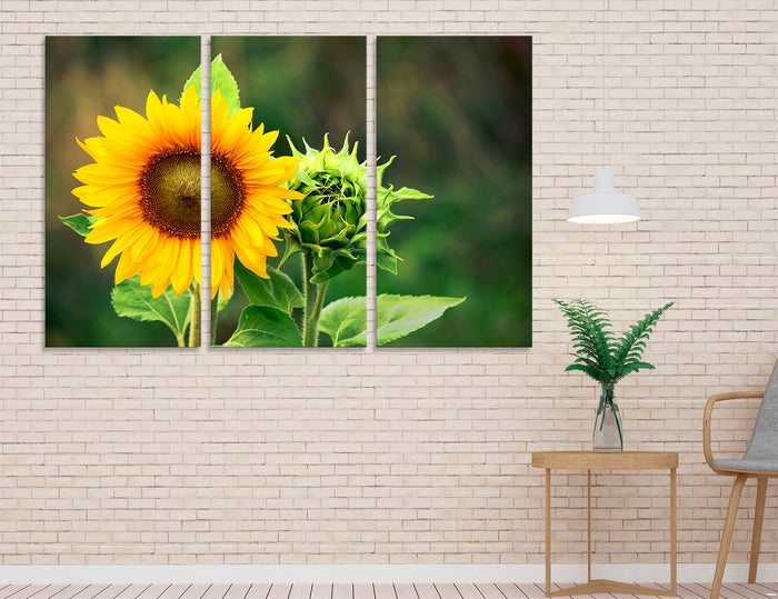Sunflower Canvas Print #7553