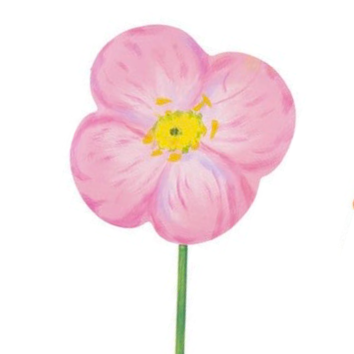 Pink Wildflower