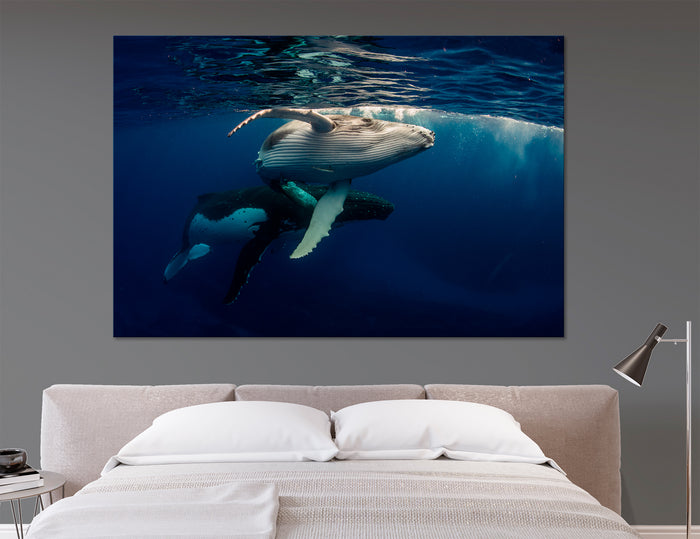 Whale Humpback Canvas Print #8126